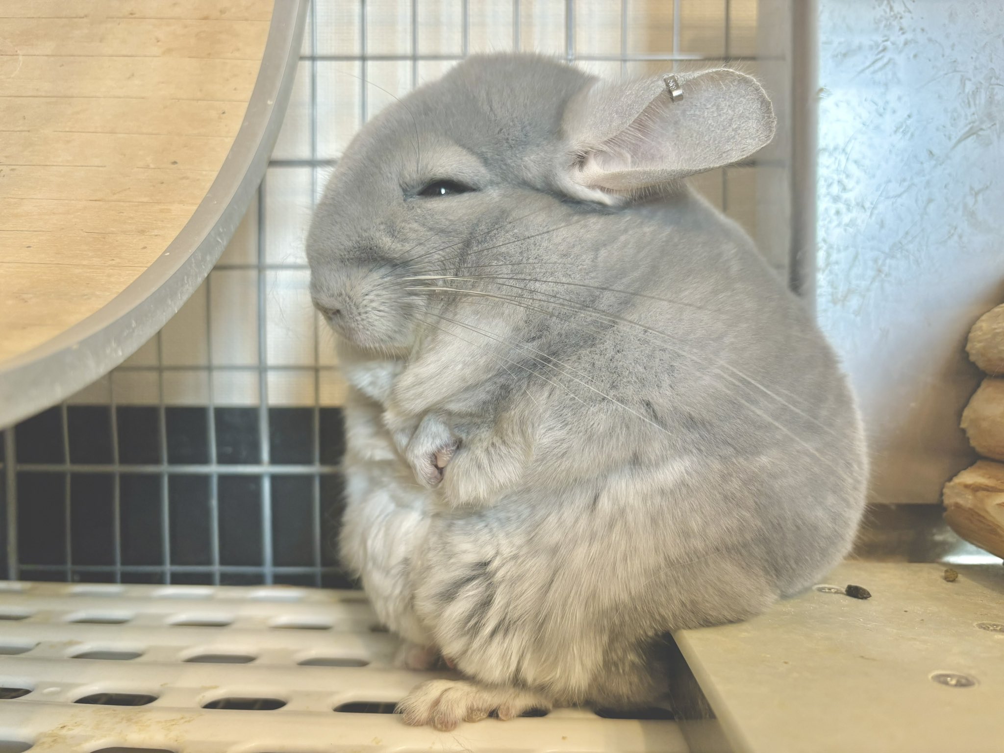 チンチラの弎陸玖と弎詁同 on X: 