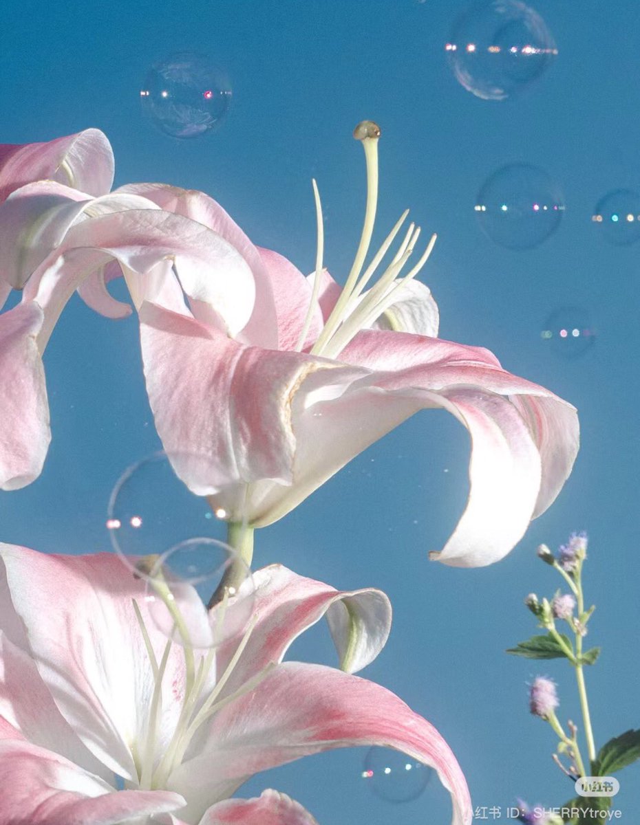 i3Moment's tweet photo. Lilies https://t.co/vT913QtvE9