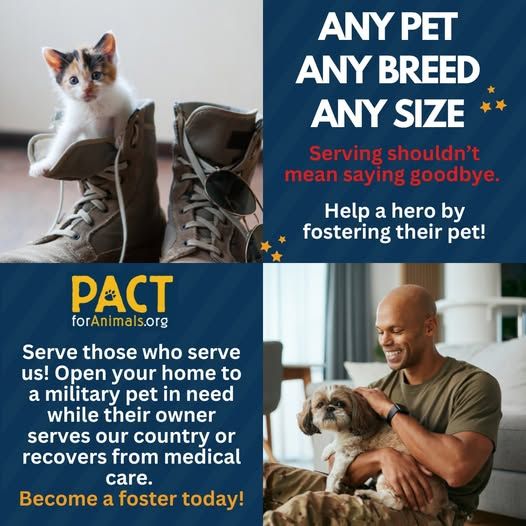 NOT_CFJ's tweet photo. Serving shouldn’t mean saying goodbye.
Every day, service members and veterans face an impossible choice—who will care for their beloved pets while they deploy or recover from medical care?
https://t.co/7ETsCK5qkk
@pactforanimals
#FosterForPACT #MilitaryPets #PACTforAnimals https://t.co/2yO3d2VgoH
