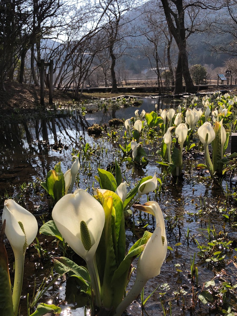 箱根湿生花園 on X: 