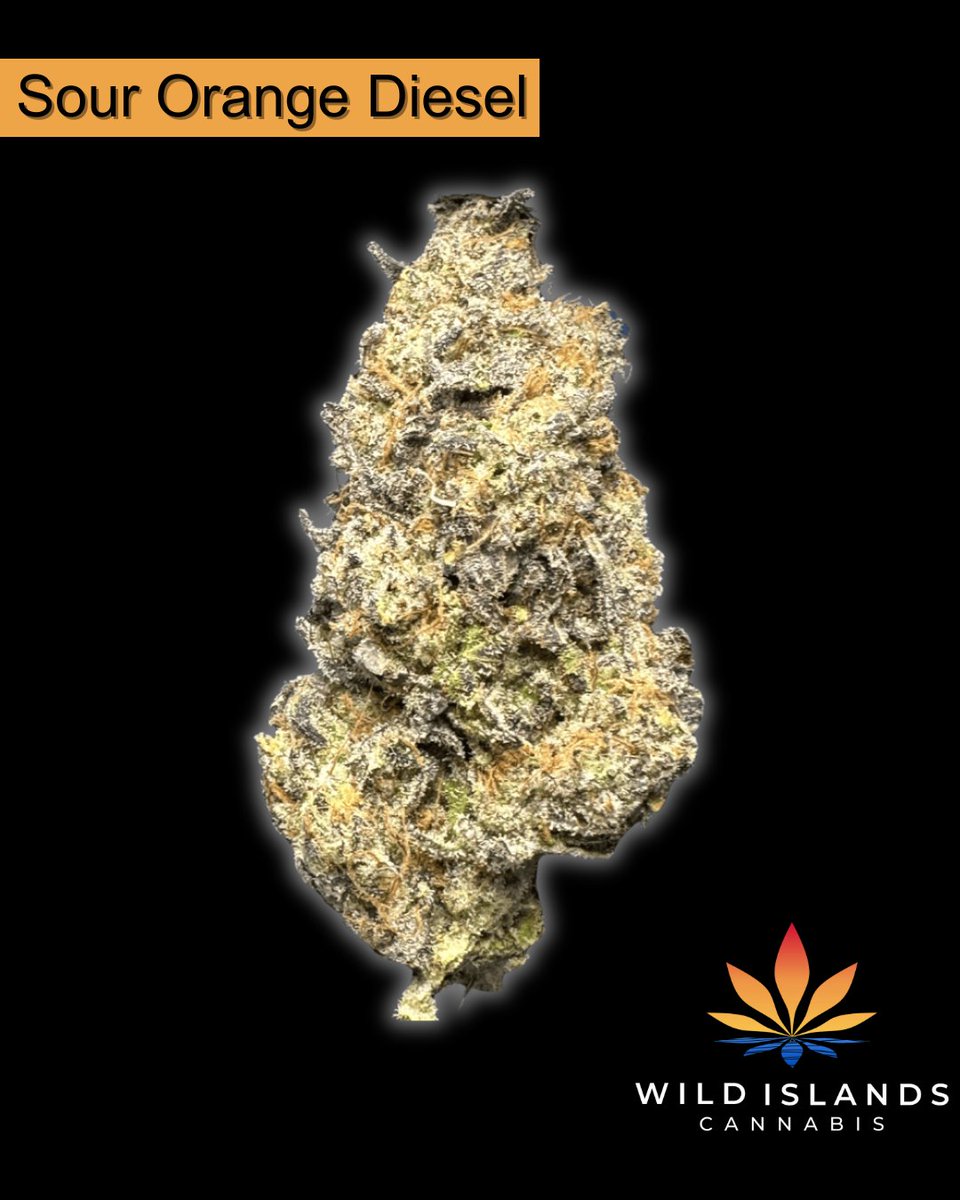 _wildislands's tweet photo. 🍊Sour Orange Diesel - Bright, bold, and bursting with citrus.🍊

The aroma? A sharp, tangy blend of freshly peeled oranges and classic diesel undertones — zesty, invigorating, and unmistakably potent. https://t.co/uU1ELBiusd