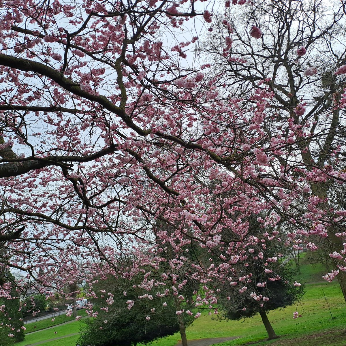 Beautiful cherry blossom in Brinton Park #Kidderminster <a href="/WyreForestDC/">Wyre Forest DC</a>