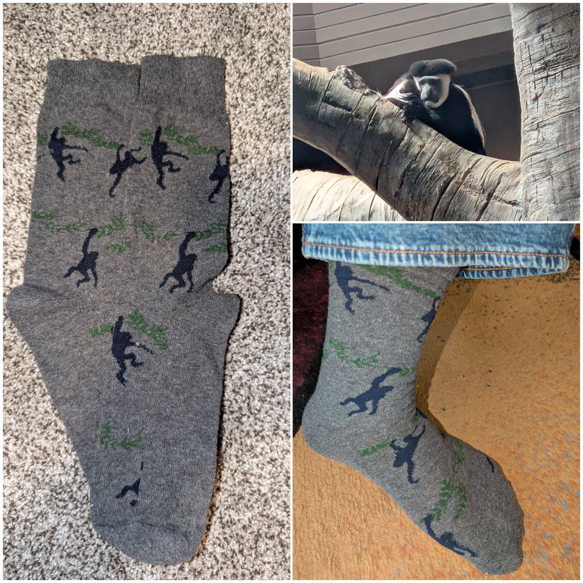 MCT_79's tweet image. #FunSockFriday is a day late. I went and showed my #Monkey socks off to some monkeys today.