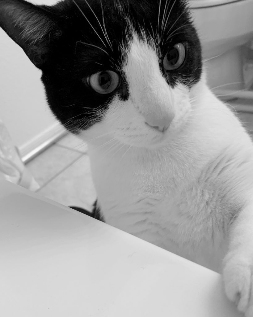 ndcenzo's tweet image. Good afternoon I had to be in the bathtub because my undercarriage needed it?  Whatttttttttt happened? And someone snipped a nail when I was sleeping.   Hope everyone else has a great #caterday full of love, good health and minimal surprises. Love Sherlock