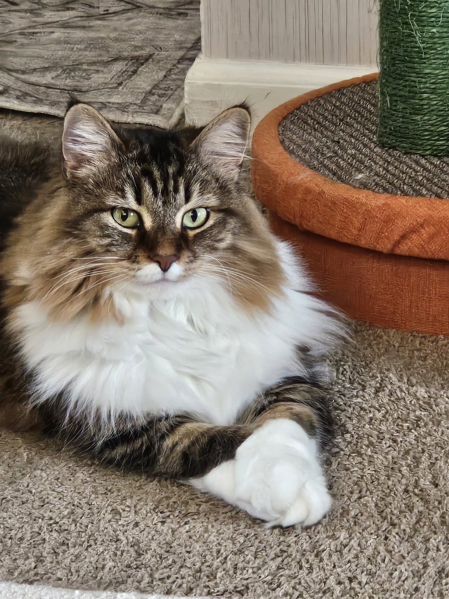 P E A N U T yeah 🐈‍⬛ (@peanut28492763) on Twitter photo 
