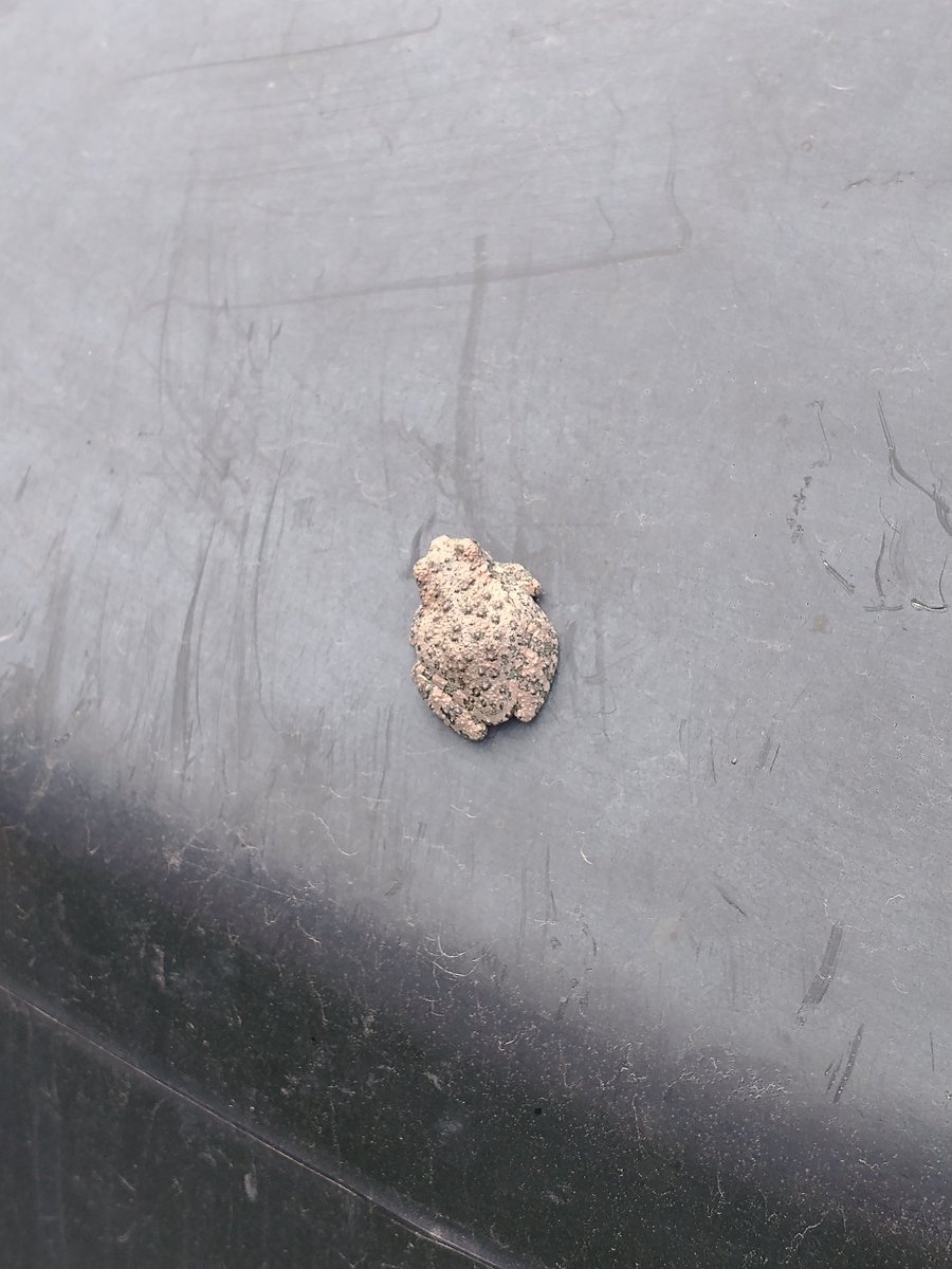 og432153's tweet photo. Buen día @Herpeto_cosas, hace unos días encontré este ejemplar en el Estado de México, podrías ayudarme a saber de cuál se trata? Saludos. https://t.co/7Wj9RlhQIu