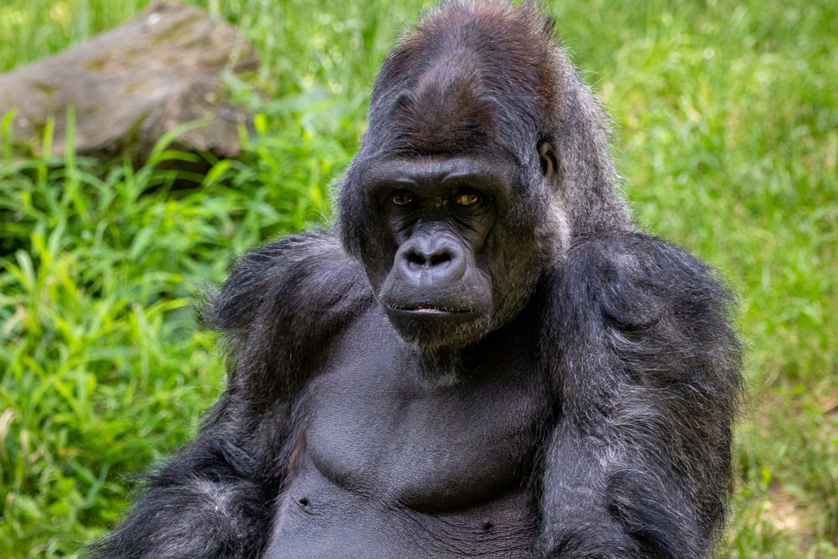 Kitano_Tours's tweet photo. Gorillas are among the largest and most impressive primates, known for their strength, intelligence, and gentle nature. Here are some key facts about gorillas:

Physical Characteristics: Gorillas are stocky animals with broad chests and powerful limbs. https://t.co/SjxrlJqeef