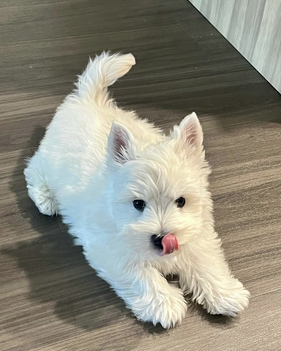 shelostinjan's tweet image. ขออนุญาตสอบถามค่า น้องพันธุ์อะไรคะ น่ารักมาก