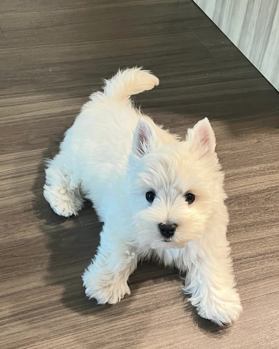 shelostinjan's tweet image. ขออนุญาตสอบถามค่า น้องพันธุ์อะไรคะ น่ารักมาก