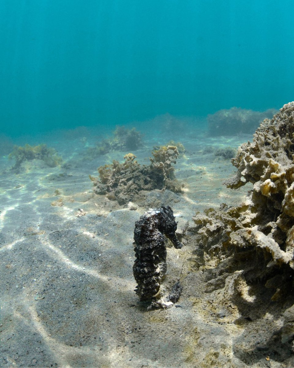 Beneath the surface, a hidden world awaits…
Join our Ocean Environment Manager, Rick, on a mindful snorkel where rare seahorses make a magical appearance.
With care, respect, and a deep love for the ocean, we explore — because every ripple matters.

📸 @vitamin_sea_mauritius