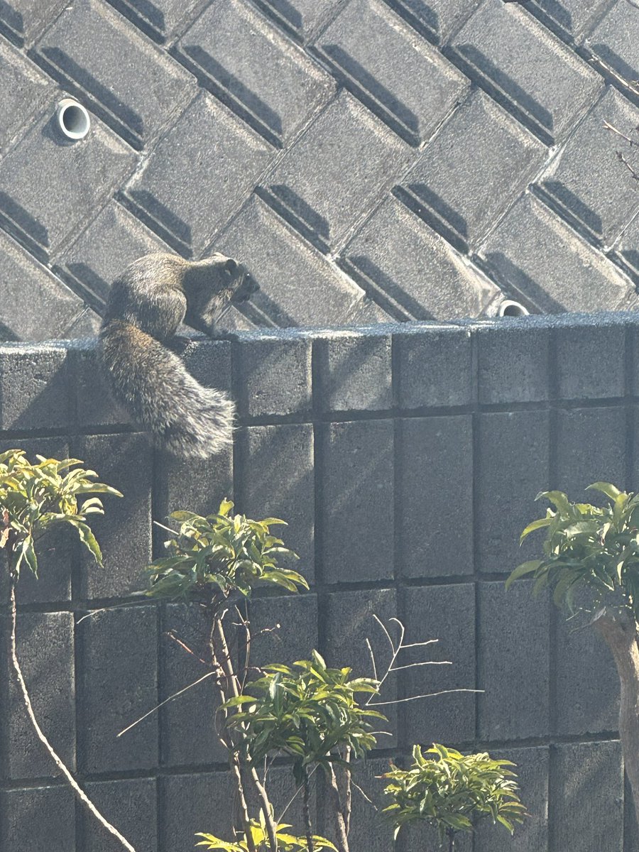 raguyunta's tweet photo. 庭にタイワンリス
しょっちゅう来る🐿️ https://t.co/USYa9vSlgX