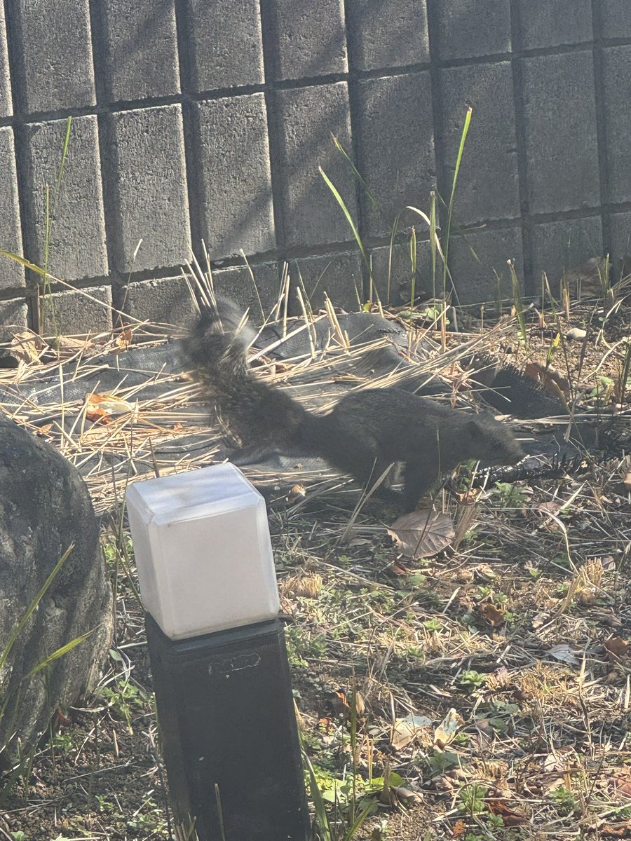 raguyunta's tweet photo. 庭にタイワンリス
しょっちゅう来る🐿️ https://t.co/USYa9vSlgX