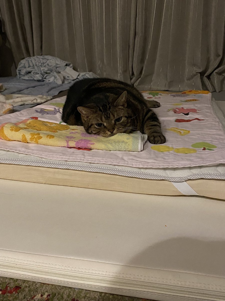 ゴットにゃあ@気分モヤモヤ闇の中 tweet media