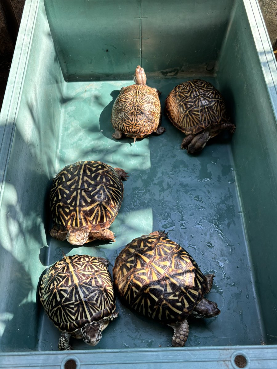 dsk_life's tweet photo. ひさびさに少し日向ぼっこ🐢☀️
比べてみると飼育6ヶ月の仔たちも大きくなったなぁ✨😊
#キタニシキハコガメ
#ミナミニシキハコガメ
#ニシキハコガメ
#Ornateboxturtle
#desertboxturtle
#terrapeneornate
#terrapeneornateluteola https://t.co/tFGOMSAf7B