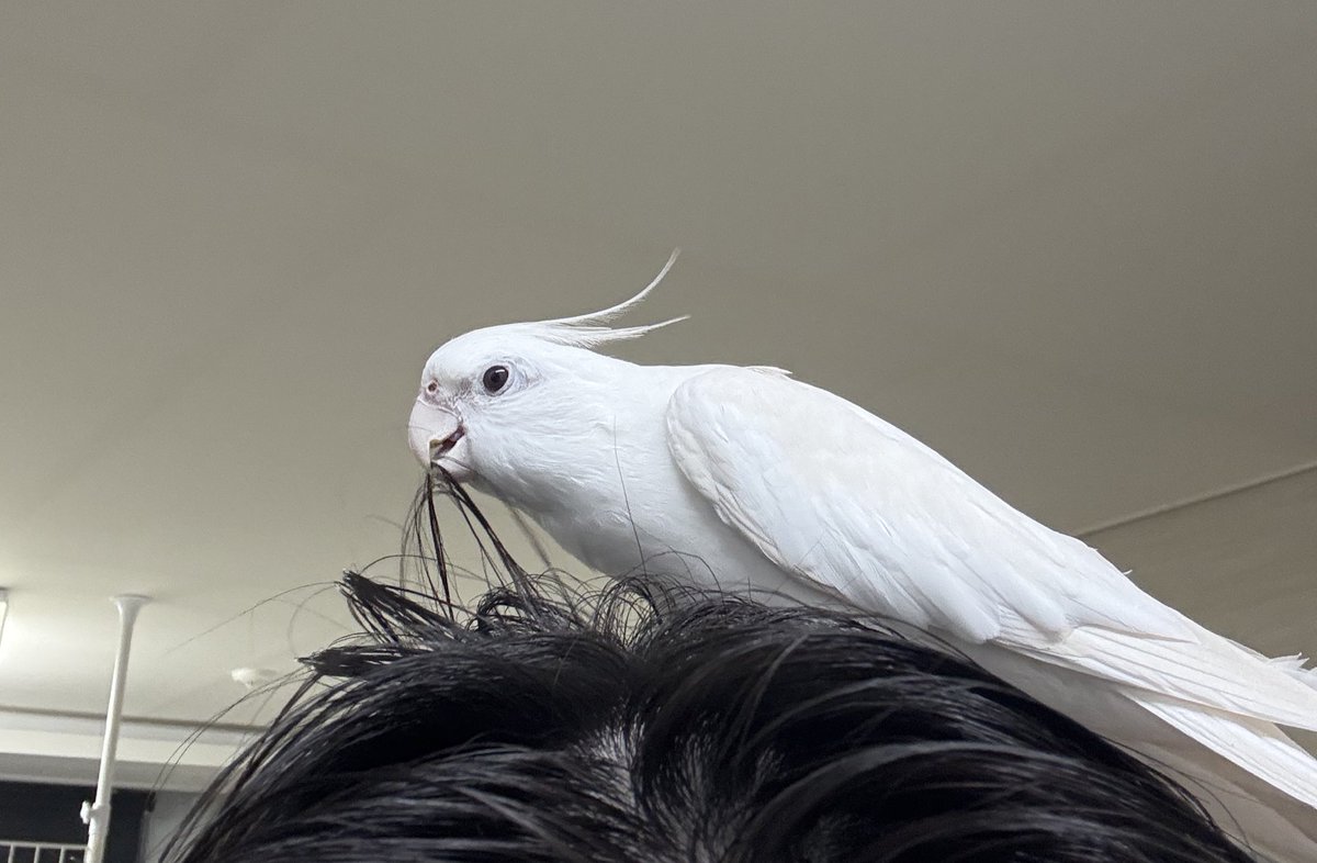 내 머리에 똥싸서 머리감고 나왔는데 또 똥싸러 온 모습이다 개열받음