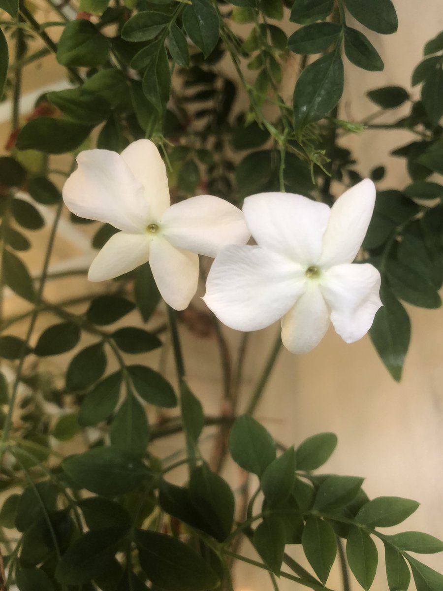 Σκέφτομαι, πόσοι από εδώ έφυγαν από την ζωη και δεν το μάθαμε ποτέ.. μου έμεινε μια καρκινοπαθής, φόραγε μαντιλι,  μίλαγε για τον αγώνα που έκανε.. δεν την βλεπω πια, άραγε τι απέγινε;  η Μονικα έφυγε άδικα, κριμα!!🌸Καλημερα!!!