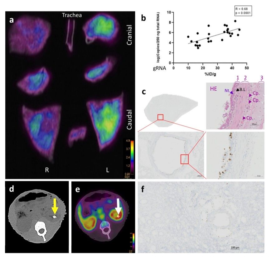 SARS-COV-2 Invades Lungs, Brain, Nasal Passages, Airways, and Kidneys: Imaging Tracks COVID-19's Hidden Locations 3 months after infection
nature.com/articles/s4146…