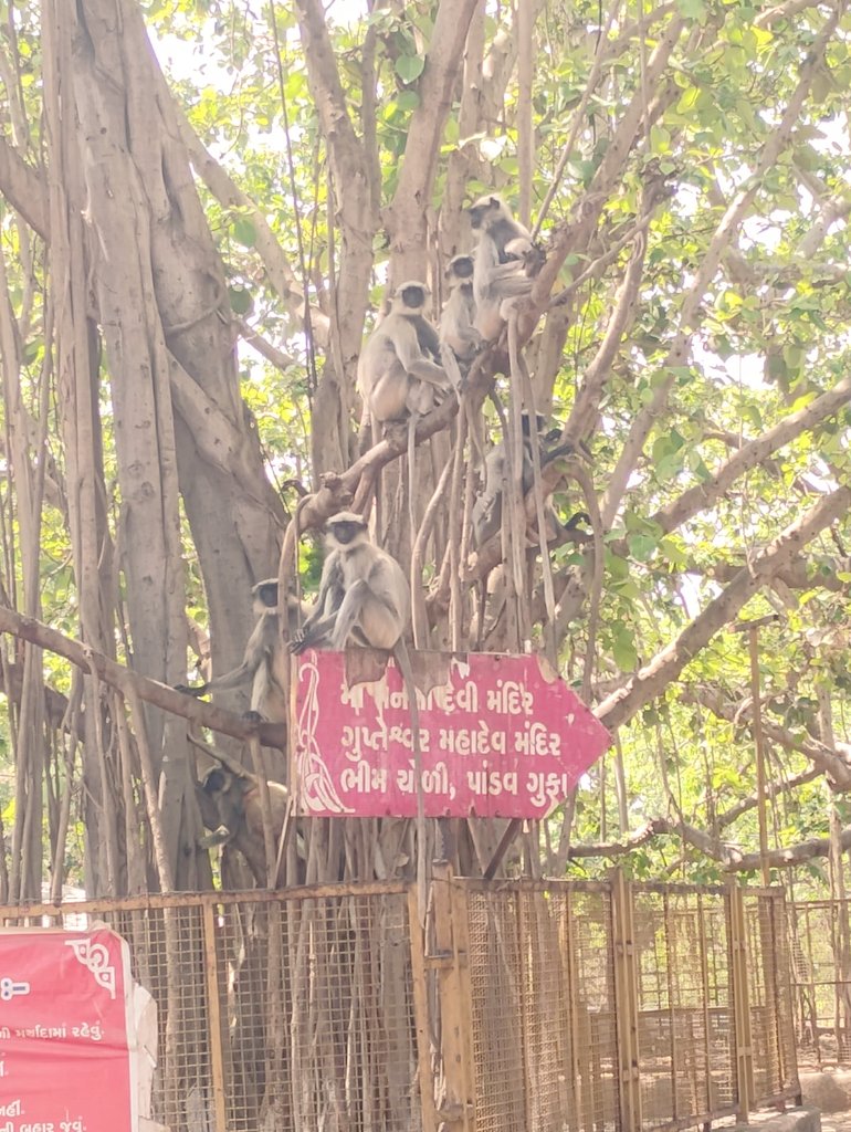 AmitKumarRathv3's tweet image. 🌴🌳🌲પ્રકૃતિના ખોળે જીલ્લો : ભરૂચ તા: ઝઘડિયામાં આવેલ કળીઓ ડુંગર 💦🌞🌴