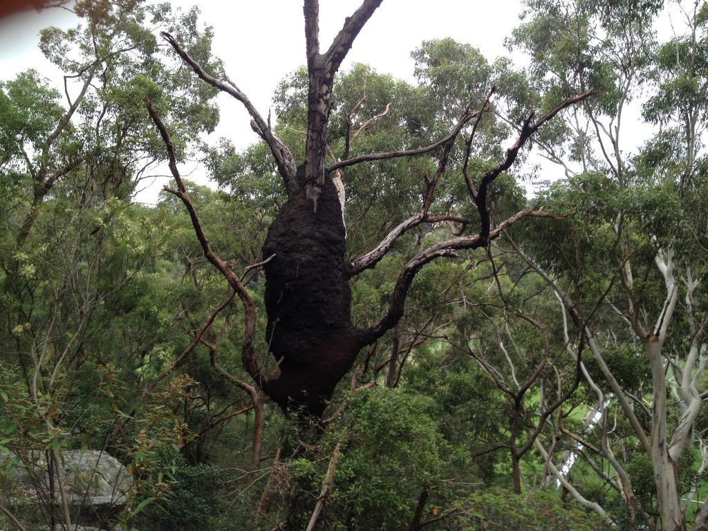 MyGuidedTours's tweet image. Our latest #Tour It's a Walk near #LaneCove, New South Wales, Australia! View here: MyGuidedTours.com/tours/australi… #TourGuide