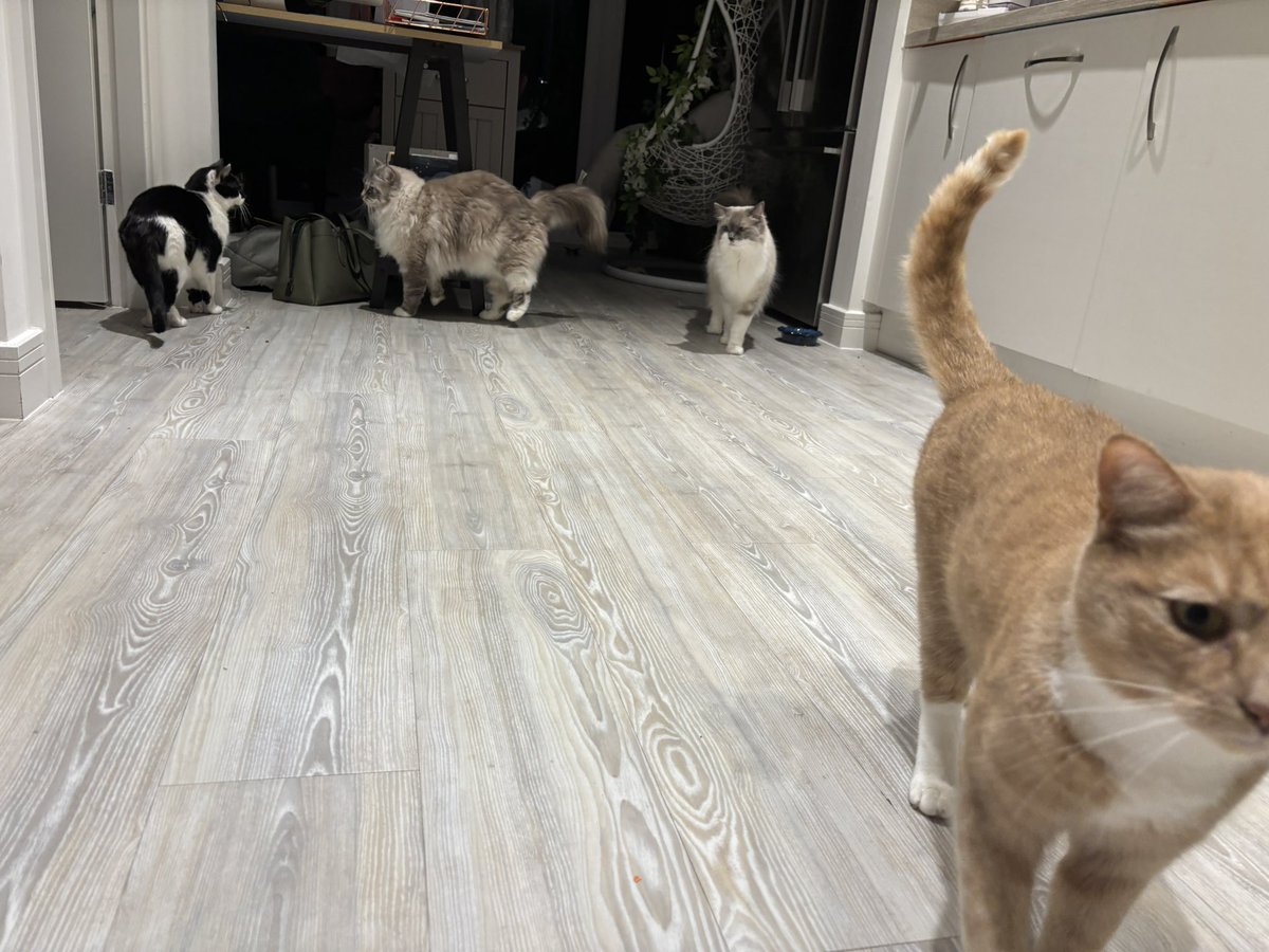 Good morning #teacher5oclockclub - a weekend check in for me today with the grumpy cats (almost a cat stand off in the corner!) Education quality check coming up so I’ve got to ensure all my resources are in the right place on the system - wish me luck! #edutwitter #SundayMorning