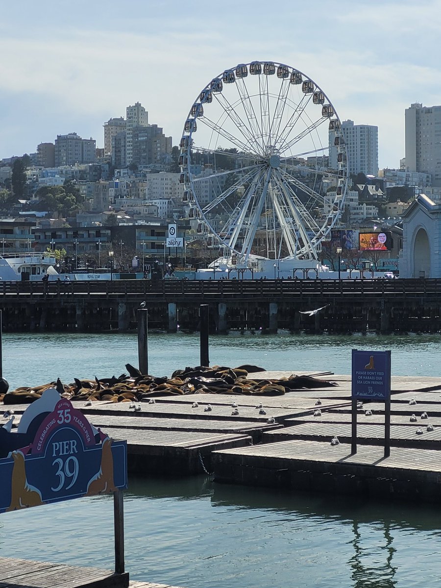 ruby_zimm's tweet image. Pier 39, Alcatraz and Golden Gate Bridge