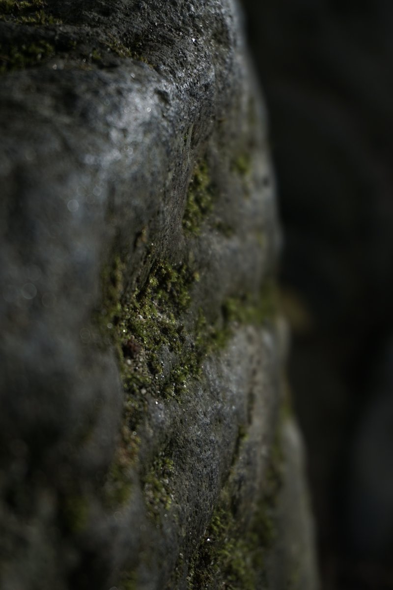 K0chaaaN89's tweet photo. 朝露の季節
DewDrops を探すのが大好きだ
そろそろだね
#SonyAlpha
#Zeizz https://t.co/9ILhD2METe