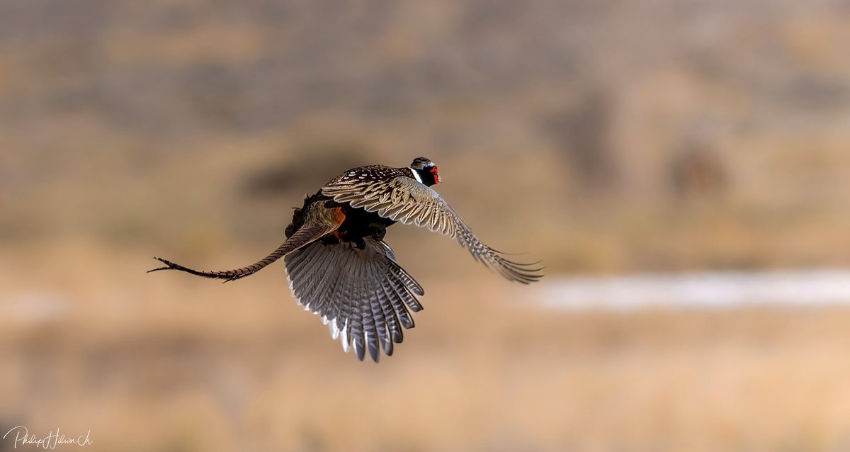 philsonjr's tweet photo. Ringnecked Pheasant rooster getting the benefits from a successful defense of his territory. https://t.co/tlFXQ0T6Ua