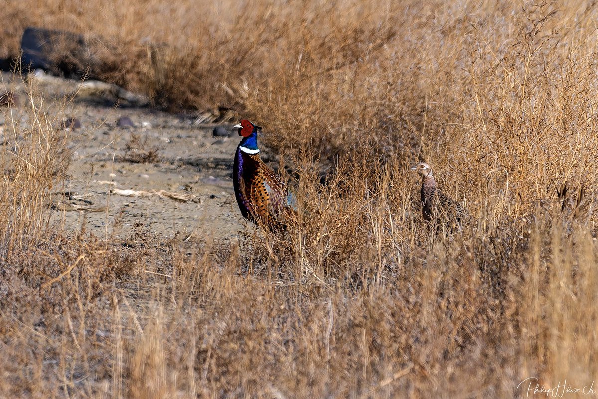 philsonjr's tweet photo. Ringnecked Pheasant rooster getting the benefits from a successful defense of his territory. https://t.co/tlFXQ0T6Ua