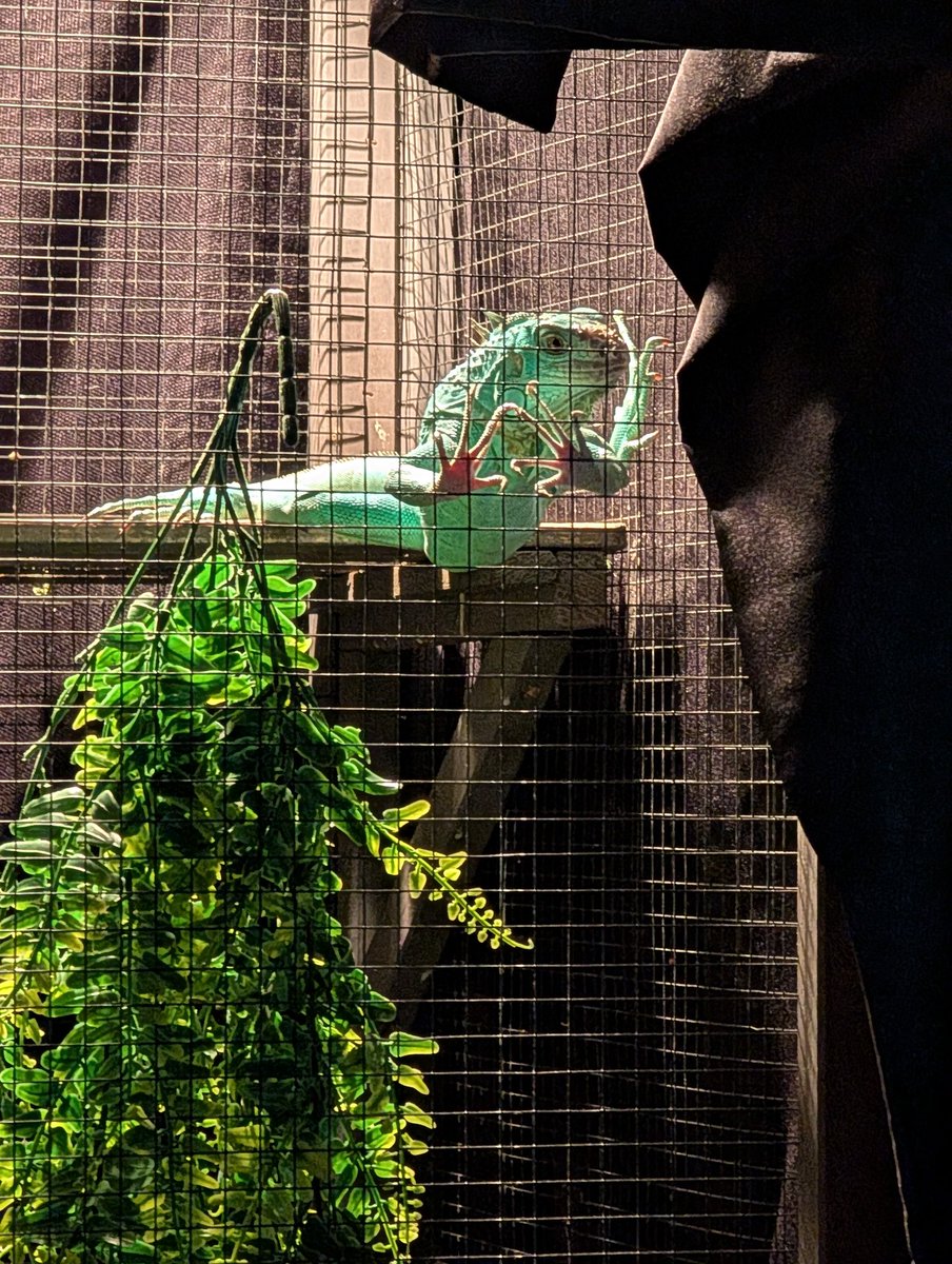 Is my iguana a Faze fan?!?! <a href="/FaZeClan/">FaZe Clan</a>