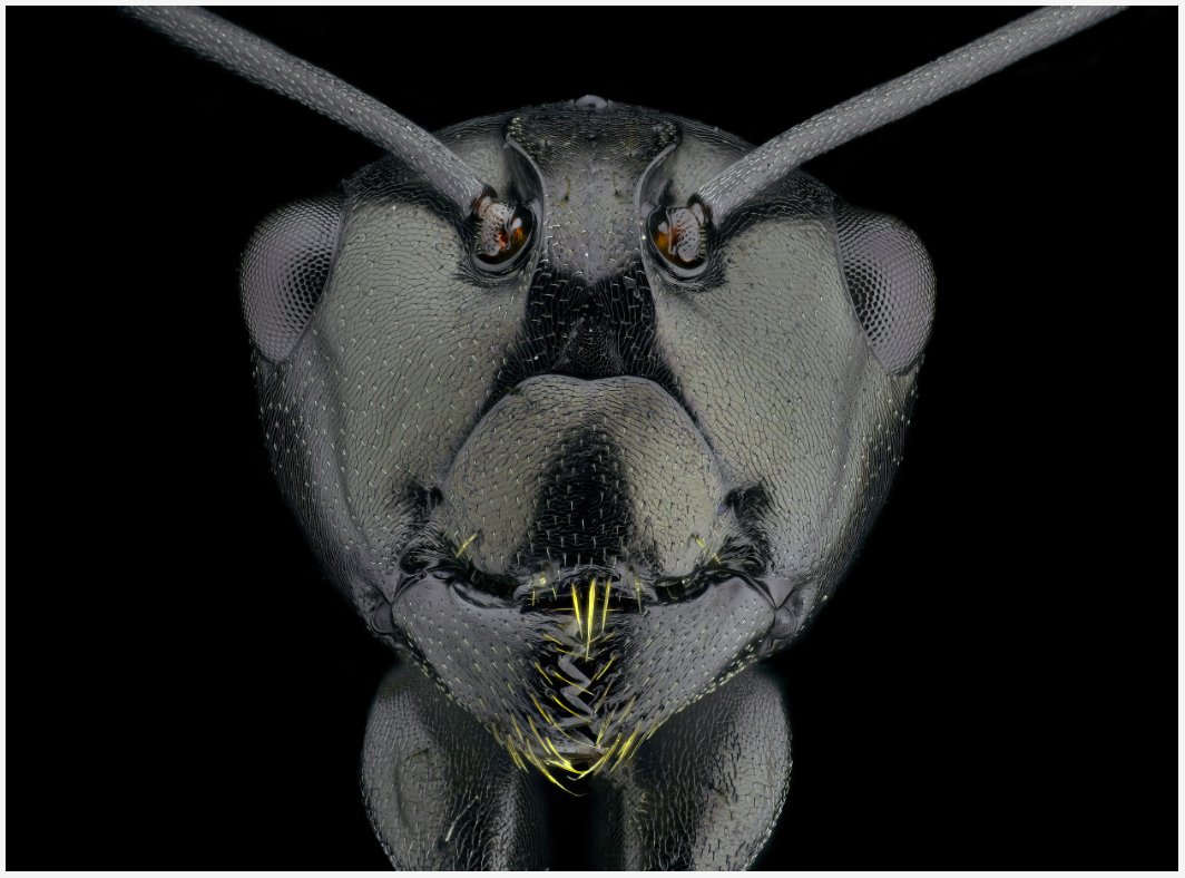 I have just collected "Ant" by <a href="/hbvarun_beetle/">HB Varun</a> on <a href="/objktcom/">objkt</a> objkt.com/tokens/KT1VHox…