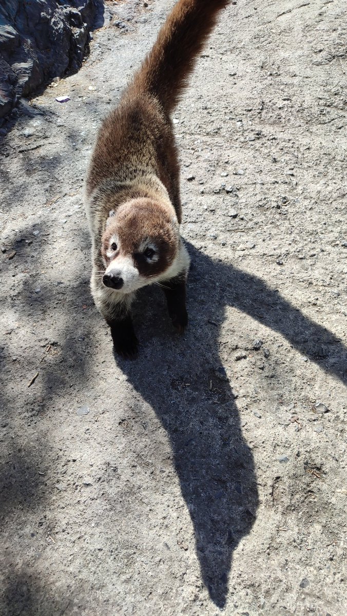 HctorReyna7's tweet photo. te quiero mucho coati https://t.co/ErzL2OkWl0