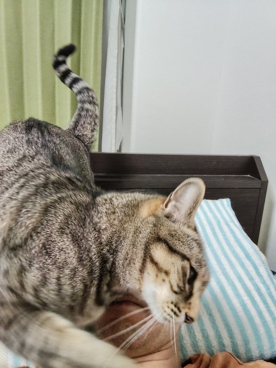 キジトラ猫 (@kigineko8) / Posts / X