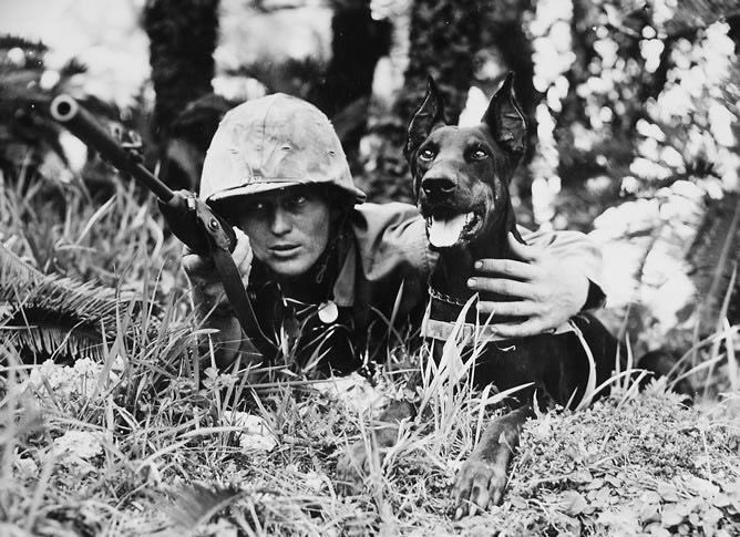 maxyourtest's tweet photo. War Dogs https://t.co/7ogiQdoaAn