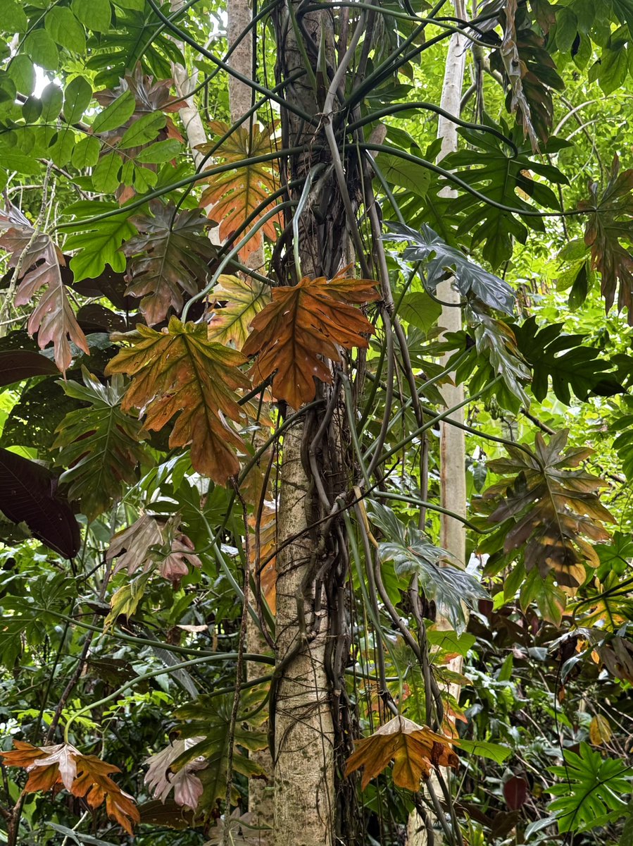 Journée de la forêt 🌳 (21 mars). #Tahiti #forêt 😍