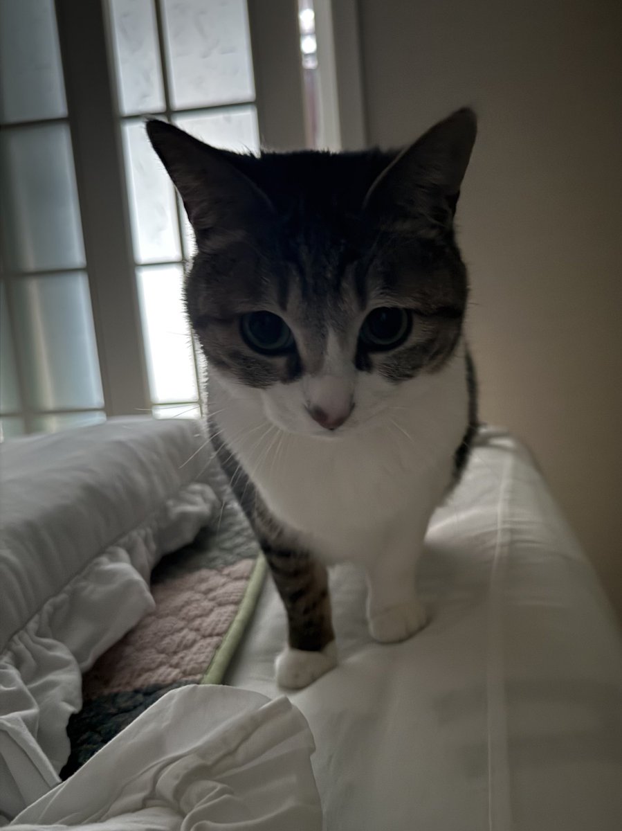 밥 주는 시간 잊어버림