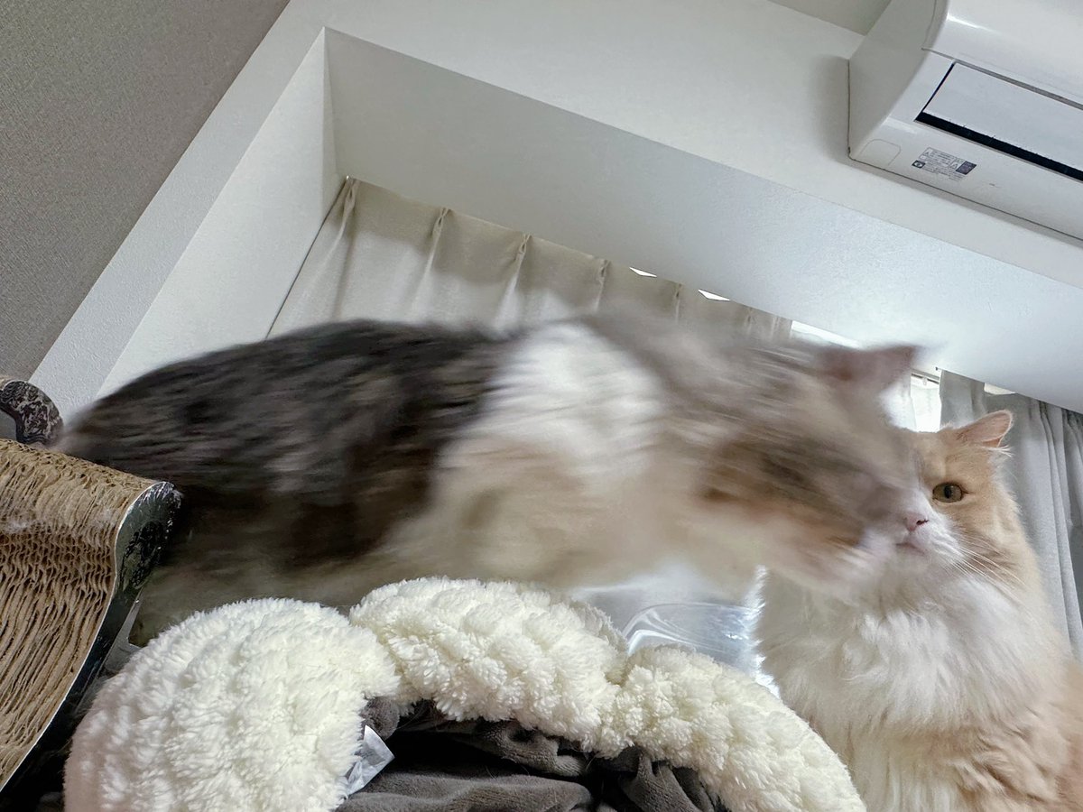 Lionel0922's tweet photo. 私を眺める猫2匹撮ろうとしたら1匹飛び出して躍動感凄まじい写真撮れた😂 https://t.co/Ryw7vKLsSm