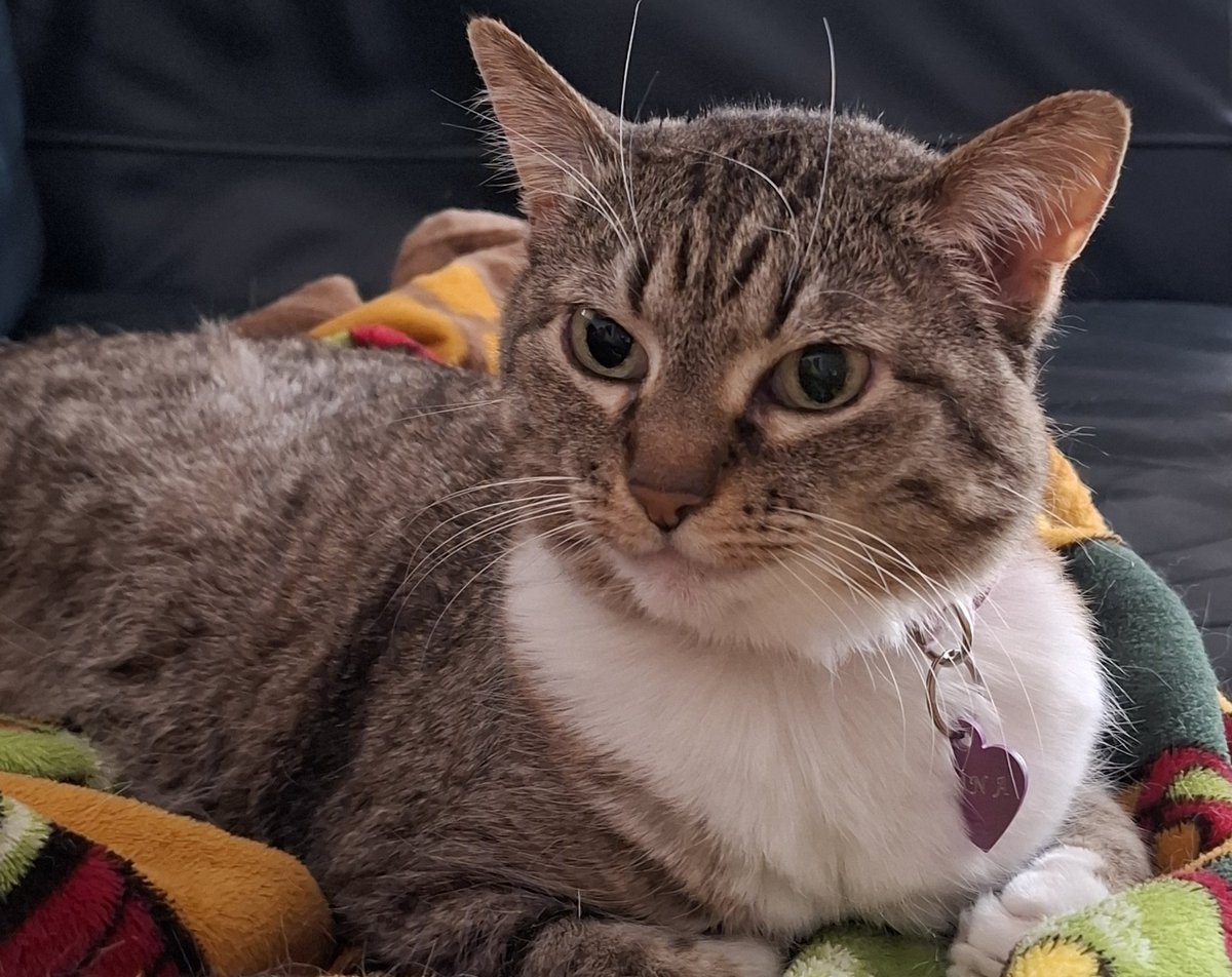 lostwithdragons's tweet photo. Mi bella Luna alias #Godzi tiene 12 años que llegó a la casa, flaca, desnutrida y con unos 8 o 10 meses de vida. Desde el momento uno decidió vivir en casa y que yo fuera su humana.
Gracias Luna por seguir aquí conmigo tantos años, mudanzas, altas y bajas.
Te amo mucho 🩷 https://t.co/HuFfqNVcdg