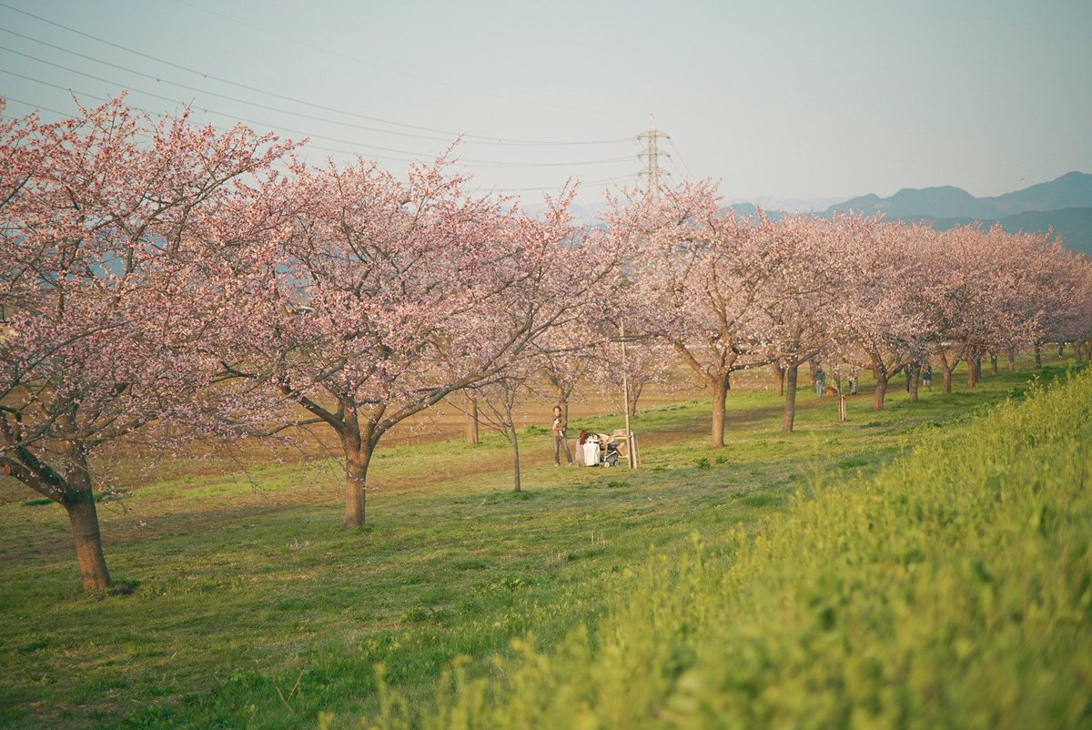 【速報！】今朝、埼玉県坂戸市は北浅羽桜堤公園の安行寒桜、満開🌸越辺川沿いに1.2km、約200本の安行寒桜が続く夢の桜並木。始発に乗って朝6時30分に着きましたが無人撮れず😅安行寒桜は埼玉県川口市発祥の桜。密蔵院や川口元郷駅などでも楽しめます。本日のオールドレンズはCanon Lens 85mm f1.8。