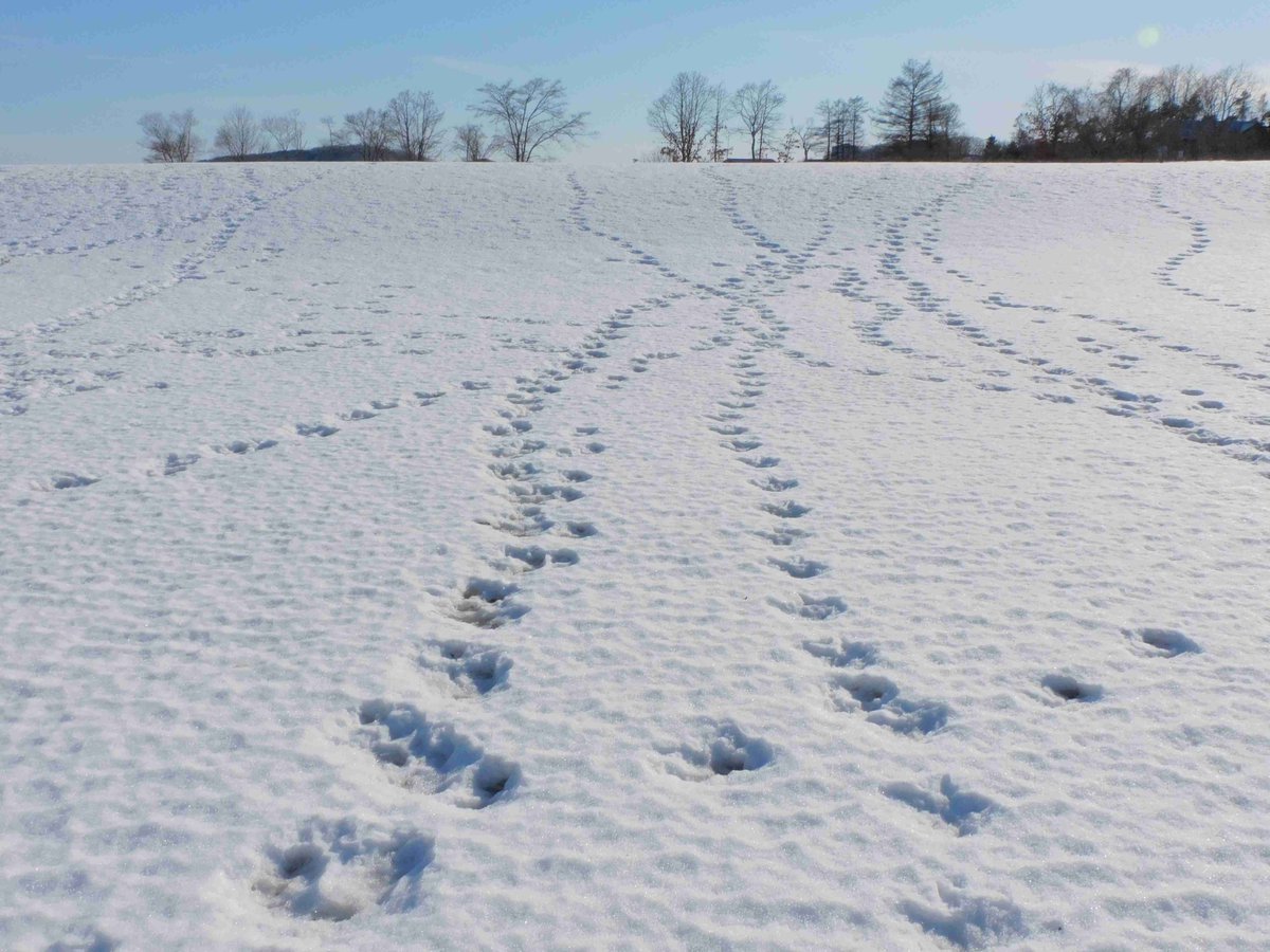 給餌場には、タンチョウ(右）やエゾシカ(左）の足跡が残されています。
動物によって足跡の付き方が変わるので、これはいったい何の動物だろう？
と考えながら、足跡を探すのも面白いですね。