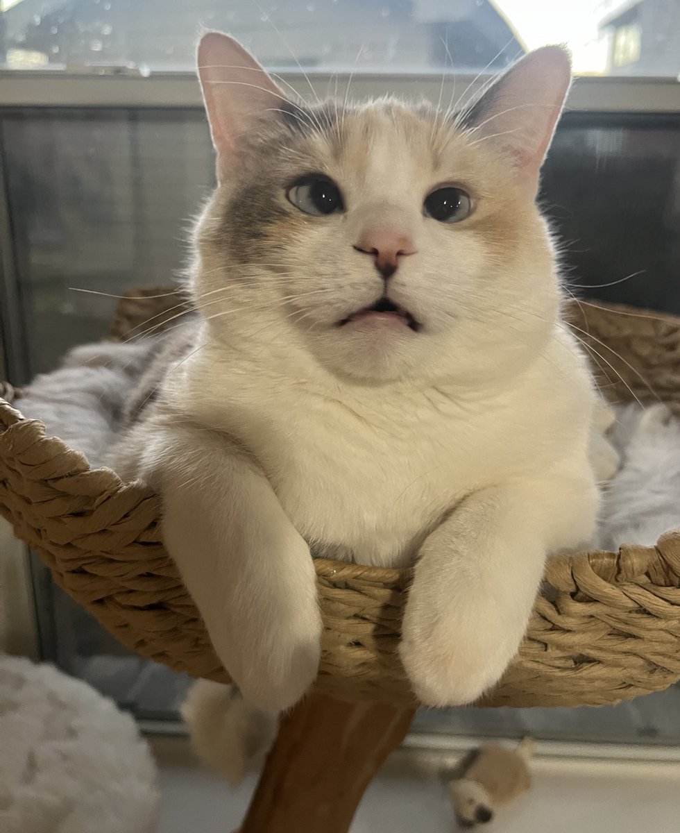 fatfatpankocat's tweet photo. Girlbossed too hard and now I have to do taxes for my cat https://t.co/U0GsPFAx3D