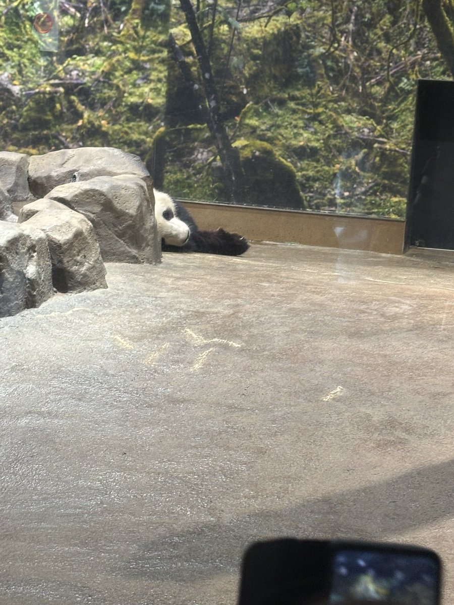 miel0917's tweet photo. 上野動物園でパンダを見てきました！
80分、40分、80分と3回並んじゃいましたよ！
最終的にこんな可愛い姿が見れた！
最初は岩の後ろで寝てるところ、その次は、背中を向けて寝てるところだったので、3回目の正直？😂
パンダ好きの息子大喜びでした！
#上野動物園
#パンダ https://t.co/wP1sBo35lf