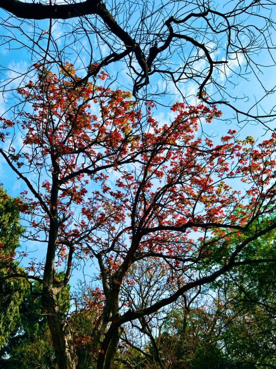 rameshpandeyifs's tweet image. When leaves outsmart flowers. 

Kusum (Schleichera oleosa) trees have got the new flush of leaves. No less charming than a Palash or Semal tree.