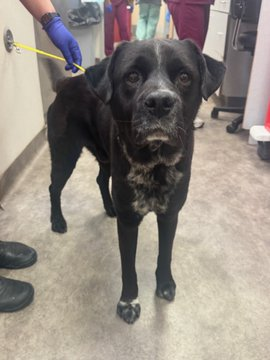 Suspense4568's tweet image. 🆘DIRE NEED FOR #DfwArea FOSTER‼️
EMERGENCY RESCUE
DIES 3/23 #DallasTx EMAIL BY 11 AM
NEED RESCUE REACH OUT TO @DallasPetsAlive 
PLZ PLEDGE
✨Earl #A1242806
5 YR SOCIAL SWEET BOY OWNER DIED AND MAY HAVE RENAL FAILURE 2 DAYS NO ONE HAS COME
#DogsOfTwitter #Carrollton #Austin #dfw