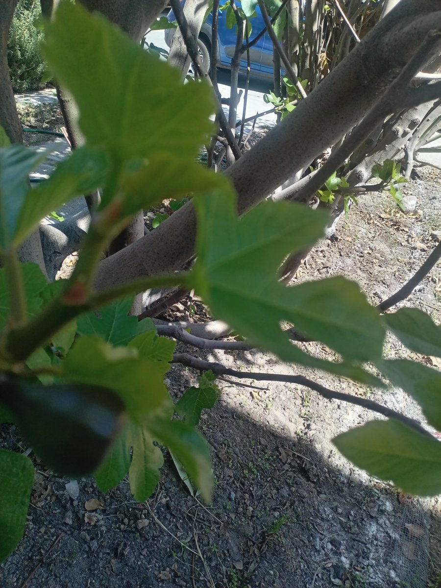 TIDORUS's tweet image. #Zarzamora #Uvas #Higo #Manzana y algo más, cuando guste! En 7*3 con lozas para las llantas del auto. Me convertí en el sr. De las plantas #HuertoUrbano