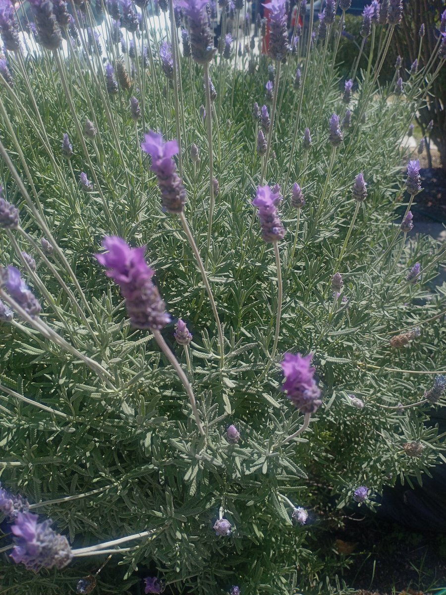 TIDORUS's tweet image. #Zarzamora #Uvas #Higo #Manzana y algo más, cuando guste! En 7*3 con lozas para las llantas del auto. Me convertí en el sr. De las plantas #HuertoUrbano