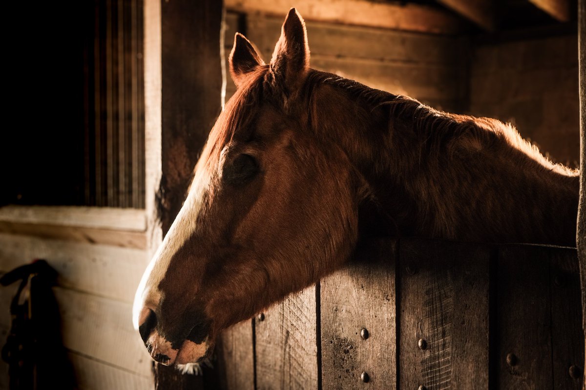 Took some pictures of horses today!