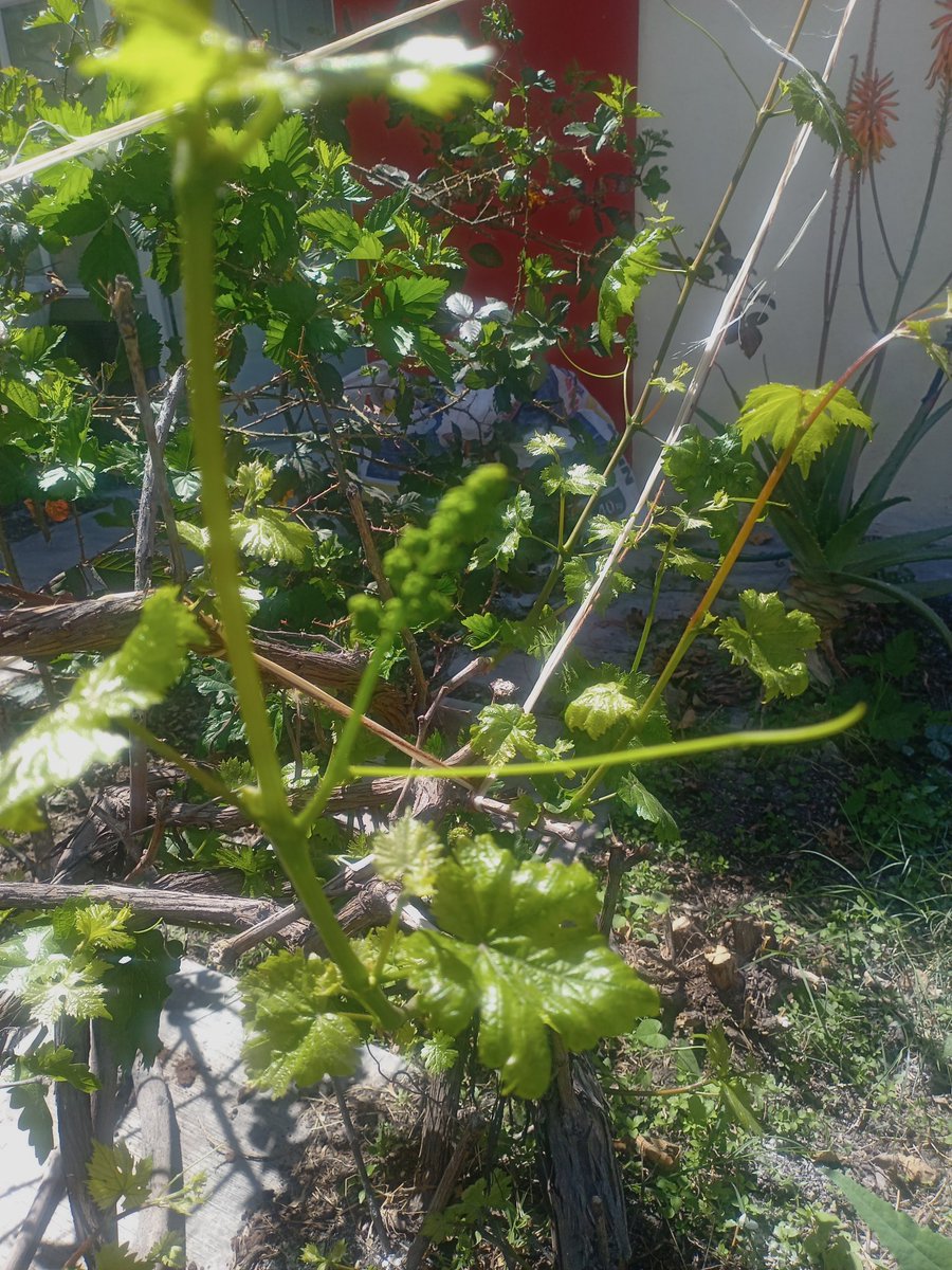 TIDORUS's tweet image. #Zarzamora #Uvas #Higo #Manzana y algo más, cuando guste! En 7*3 con lozas para las llantas del auto. Me convertí en el sr. De las plantas #HuertoUrbano