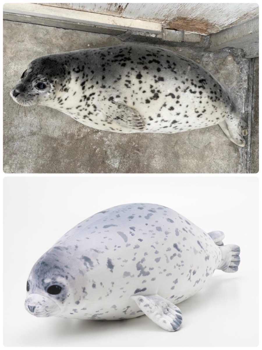⭐️商 品 情 報⭐️ 【アザラシのもちもちちゃん 換毛期エビフライ
