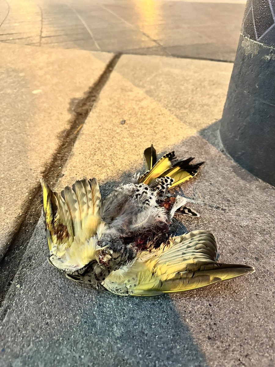Entflogener_V's tweet photo. Part 1: 50 shades of birding in Toronto downtown https://t.co/ghpzTdNtzg