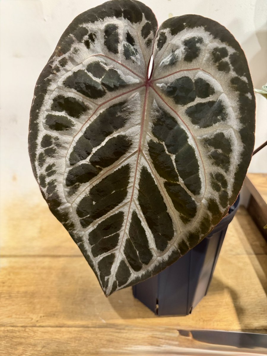 植物のイベントに初めて行きました😆
アンスフェスの会場に展示していたアンスリウムですが、どれも素晴らしかったです😳
私もこんな綺麗に大きく育てられるのか😭無理だ😂